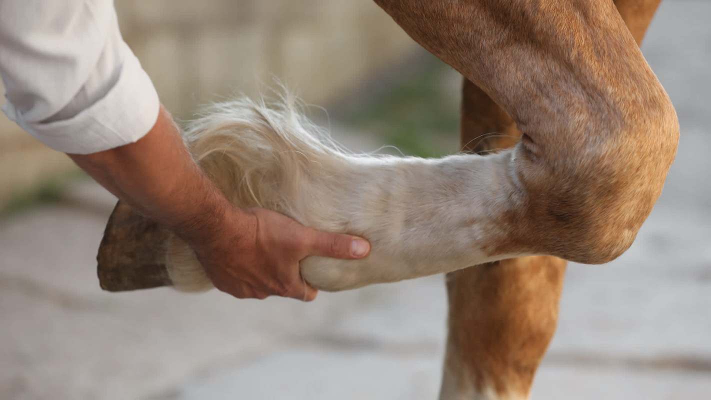 A person gently holds the leg of a horse, examining its hoof and hair.