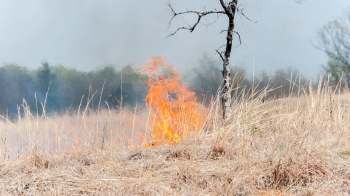 A patch of dry grass is on fire near a leafless tree, with smoke rising in the background.