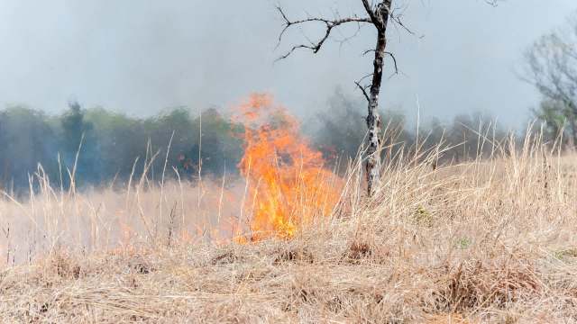 A patch of dry grass is on fire near a leafless tree, with smoke rising in the background.