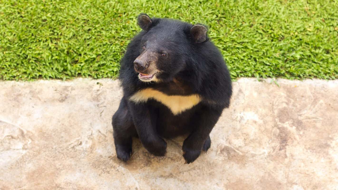 A bear sitting on a stone surface with green grass in the background.