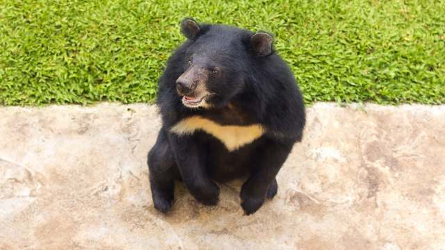 A bear sitting on a stone surface with green grass in the background.