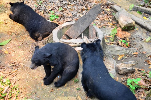 Three black bears are seen in a forested area near a wooden structure and scattered leaves.