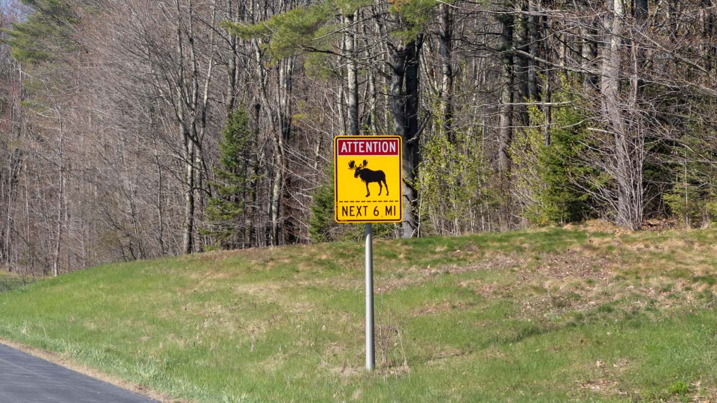 A warning sign indicating moose crossing for the next six miles along a forested road.