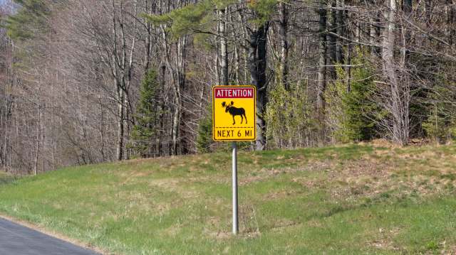 A warning sign indicating moose crossing for the next six miles along a forested road.