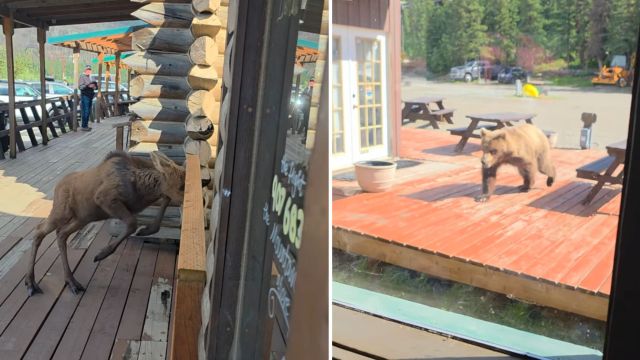 A moose explores the porch while a bear stalks behind on a deck outside a rural building.