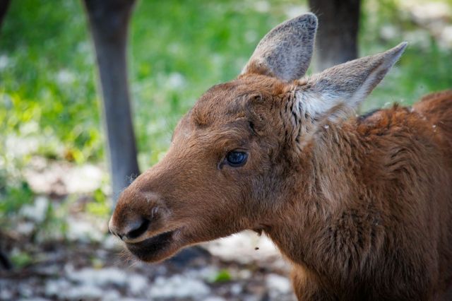 A moose calf.