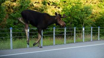 A moose walking alongside a highway near a fence, surrounded by green foliage.
