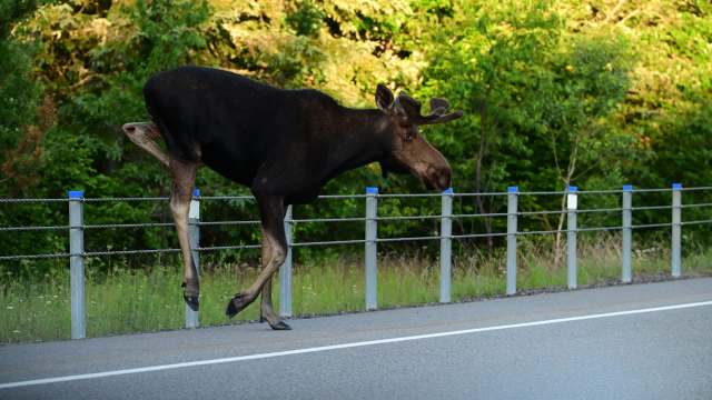 A moose walking alongside a highway near a fence, surrounded by green foliage.