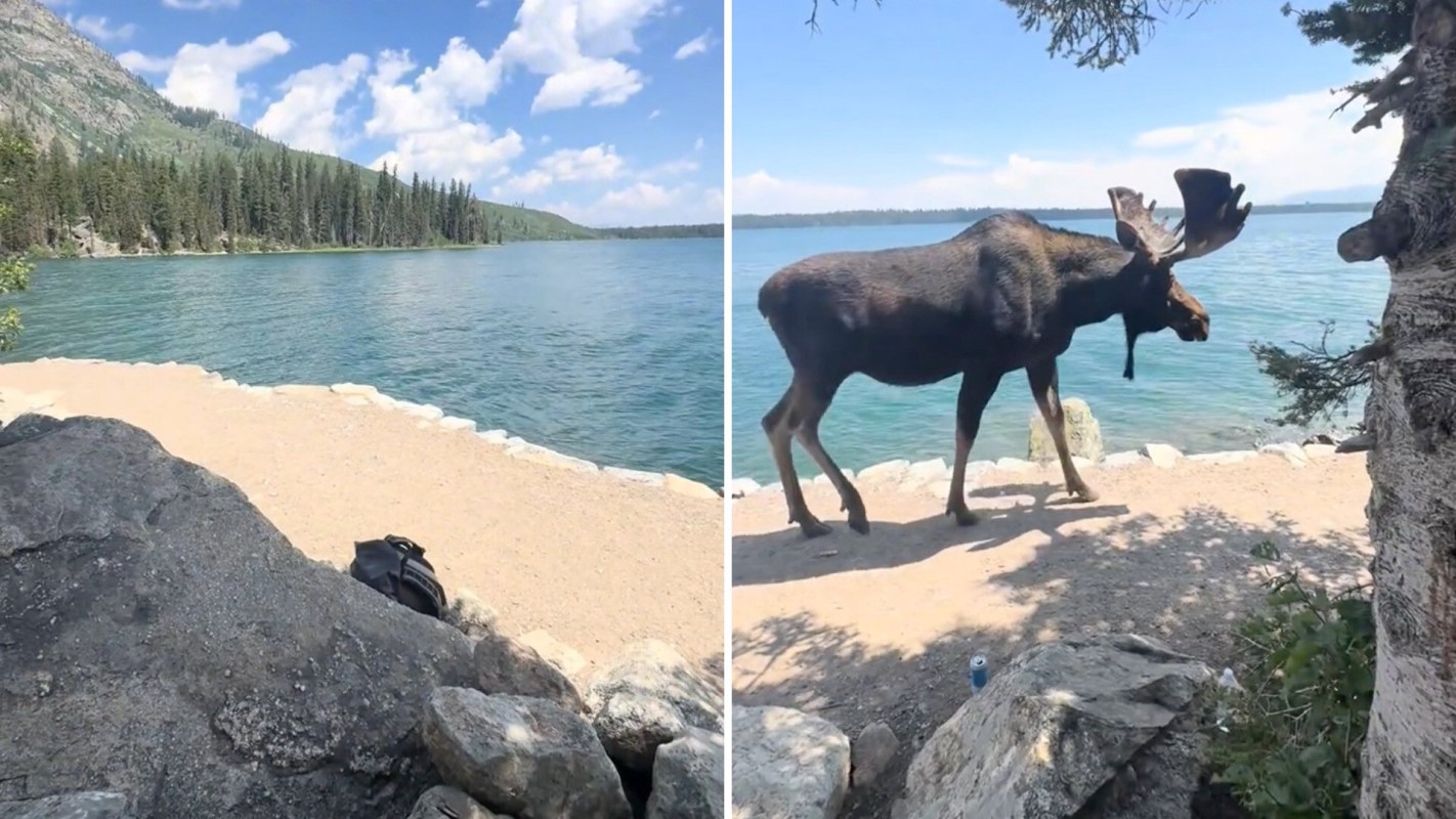 A moose walks along the shore of a lake surrounded by trees and mountains.