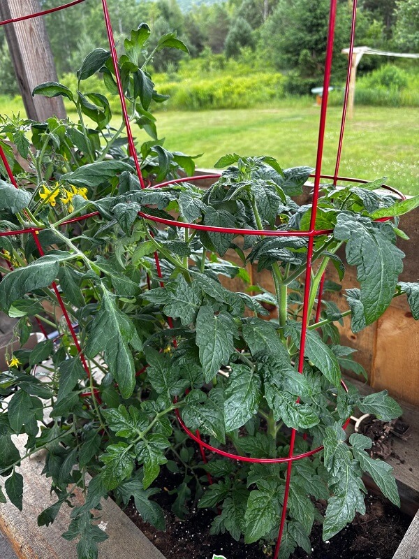 A tomato plant. 