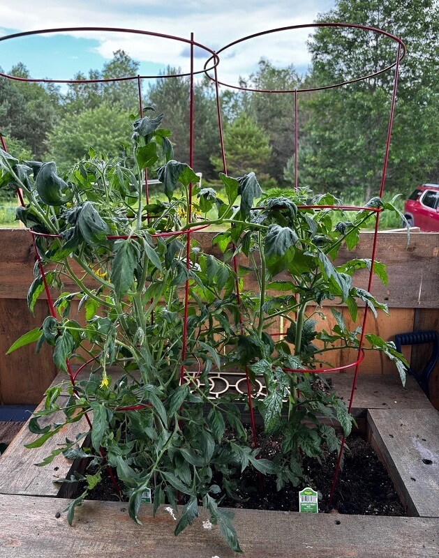 A tomato plant.