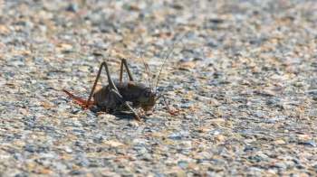 A close-up of a brown cricket on a textured gravel surface.