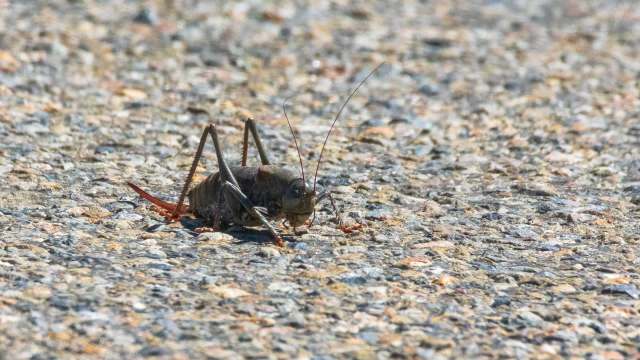 A close-up of a brown cricket on a textured gravel surface.
