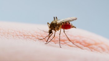 A close-up of a mosquito feeding on the skin of a human finger.