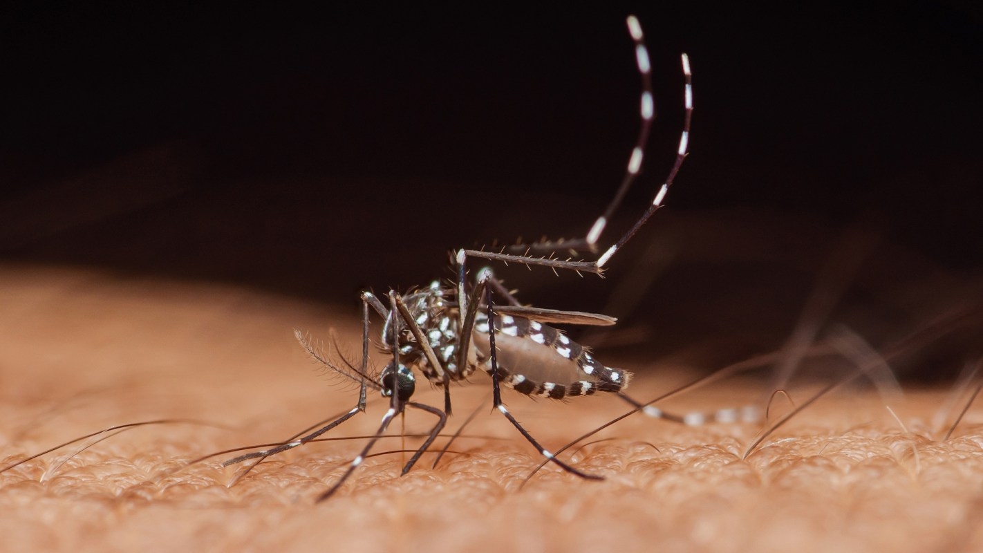 A mosquito on human skin.