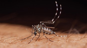 A mosquito on human skin.