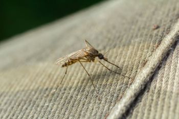 A mosquito resting on a fabric surface.