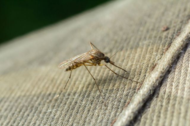 A mosquito resting on a fabric surface.