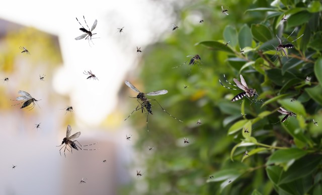 A swarm of mosquitoes flying near lush green foliage in a blurred outdoor setting.