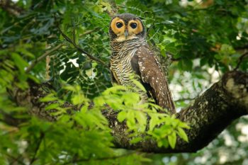 An owl with large eyes perches on a branch surrounded by green leaves.