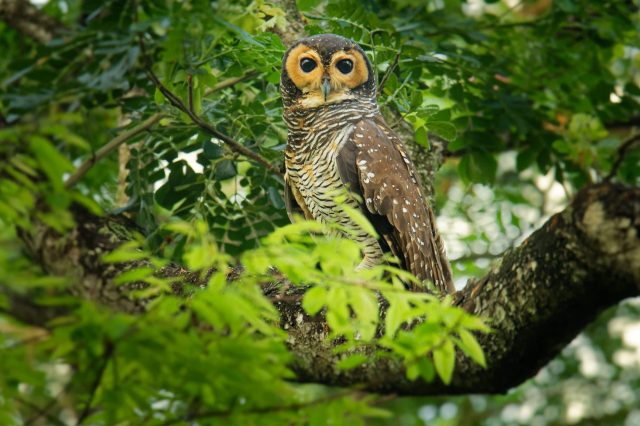 An owl with large eyes perches on a branch surrounded by green leaves.