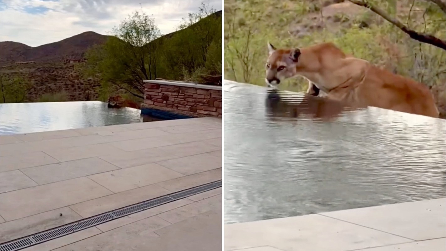 A mountain lion drinking from the edge of an infinity pool.