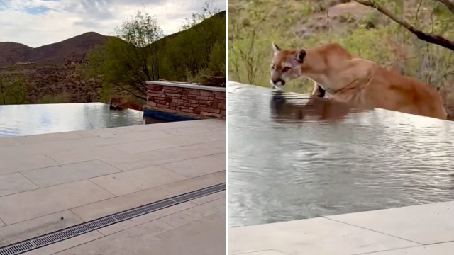 A mountain lion drinking from the edge of an infinity pool.