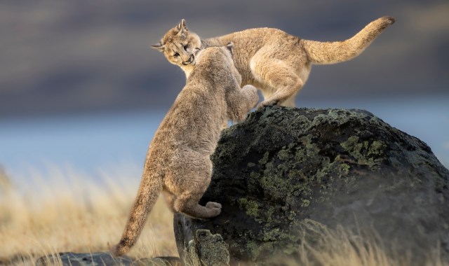 Two young pumas playfully interact on a moss-covered rock in a natural landscape.