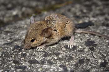 A close-up of a small, brown mammal with large ears and short legs on a textured surface.