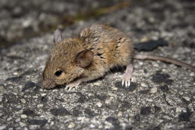 A close-up of a small, brown mammal with large ears and short legs on a textured surface.