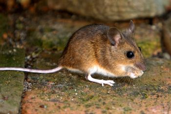A mouse.