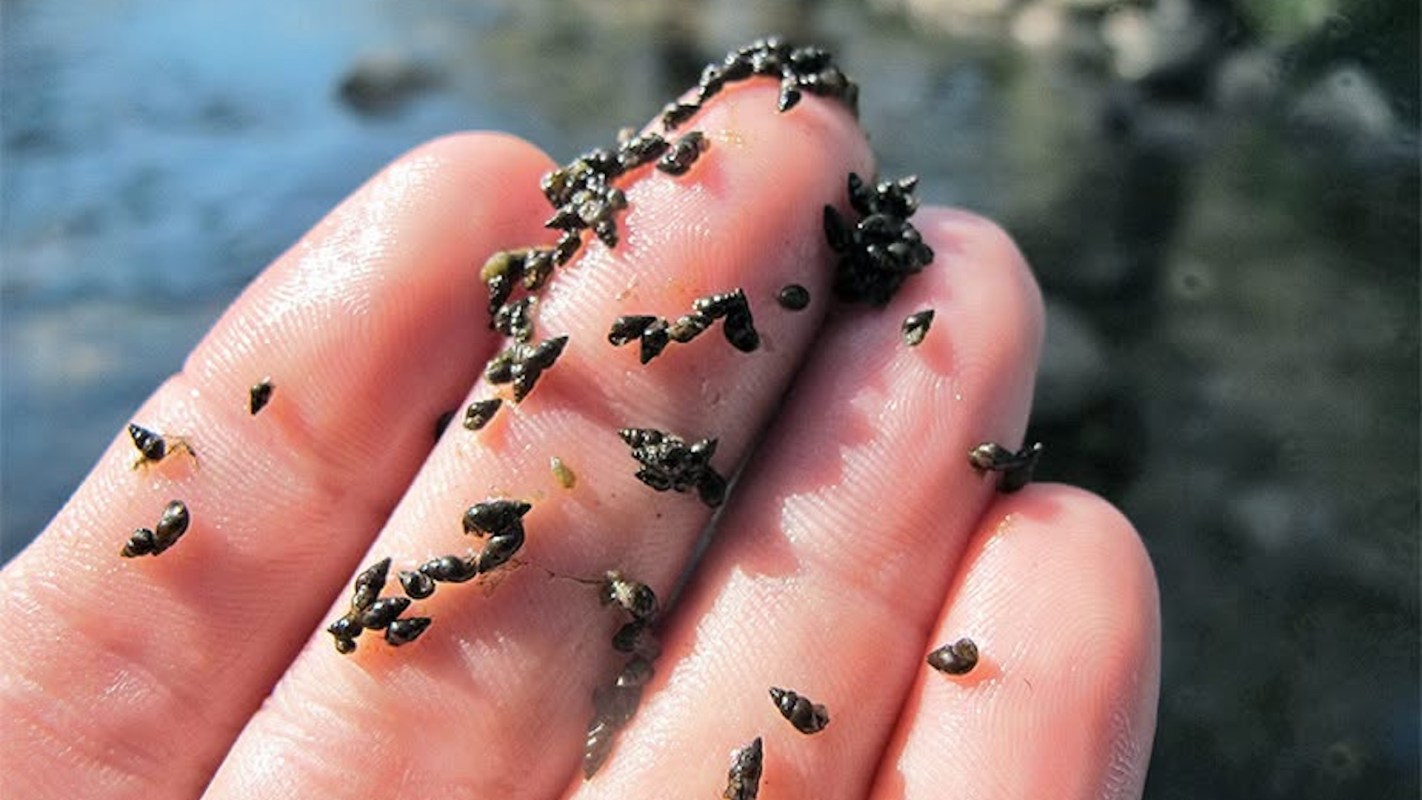 A hand holding small, dark shells or snails against a blurred watery background.