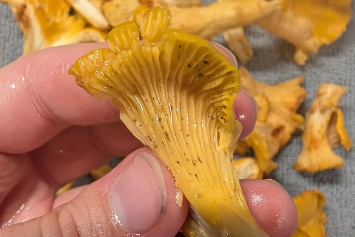 A hand holding a fresh chanterelle mushroom, showcasing its distinct gills and bright yellow color.