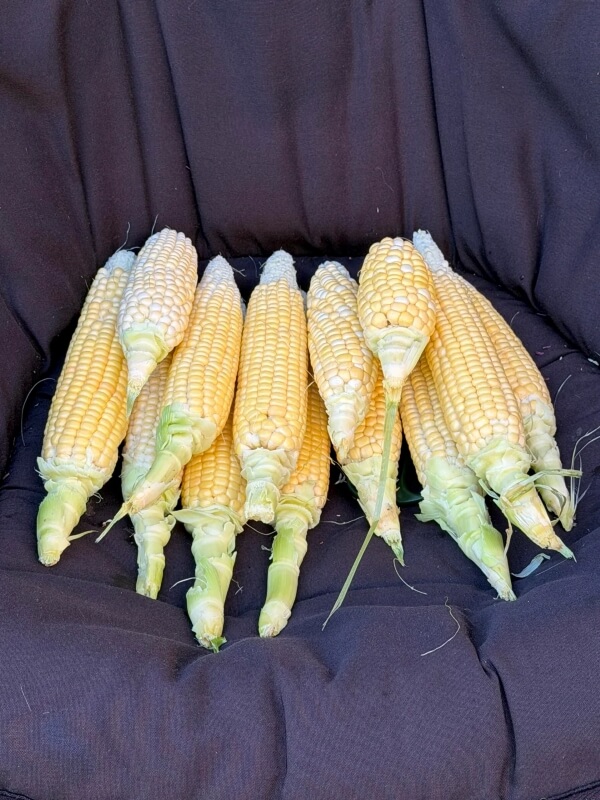 Harvested corncobs.