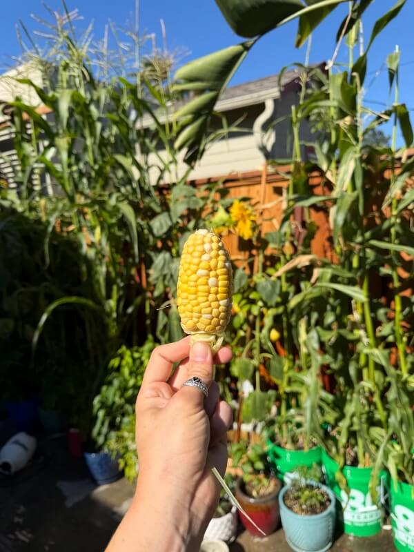 A hand holding a corncob.