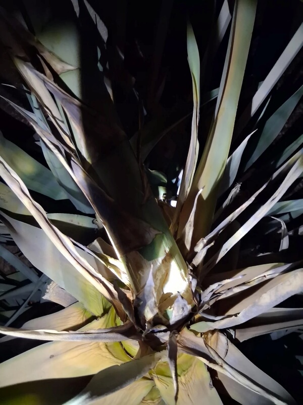 A massive flowering stalk at the center of a plant.