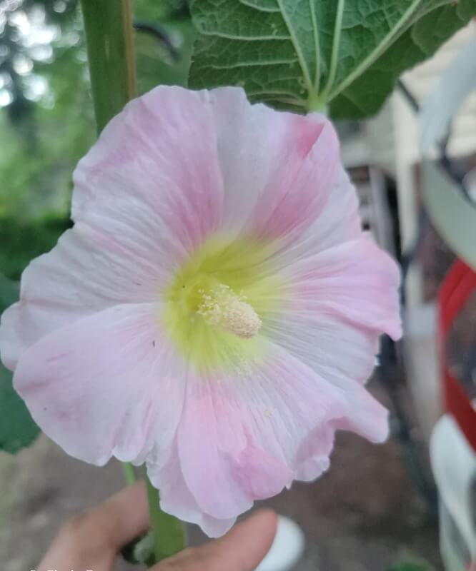 A close-up of a hollyhock with light pink and white leaves.