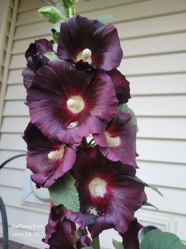 Hollyhocks with deep purple leaves.