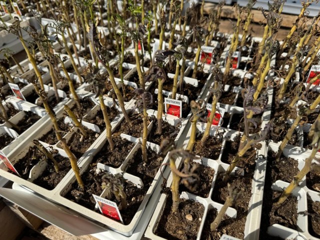 Rows of tomato six-packs.
