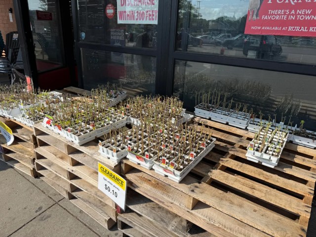 Tomato six-packs for sale on wooden pallets.