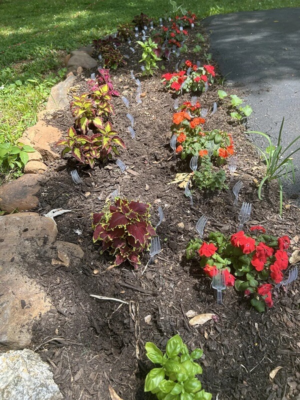 A garden bed with plastic forks dotted prong-side up between flowers and plants.