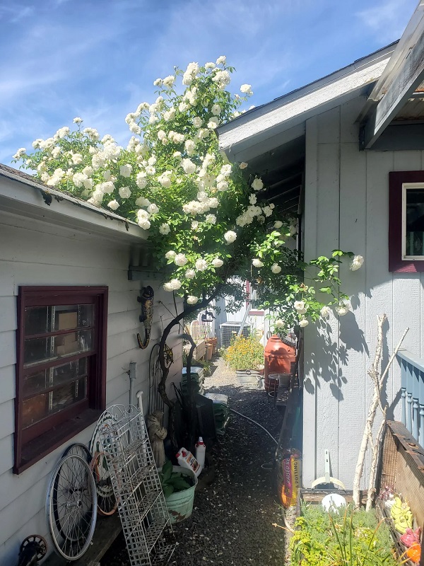 A garden filled with various flowers and plants.