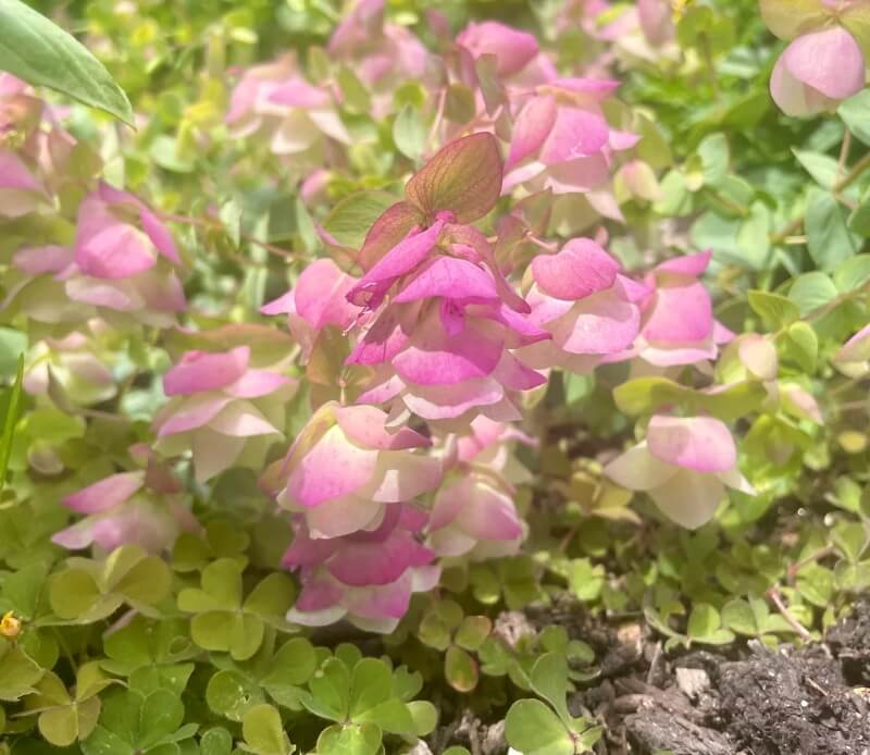 A ground-covering plant with pink and green leaves.