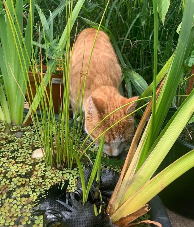 An orange cat sniffing a garden pond.