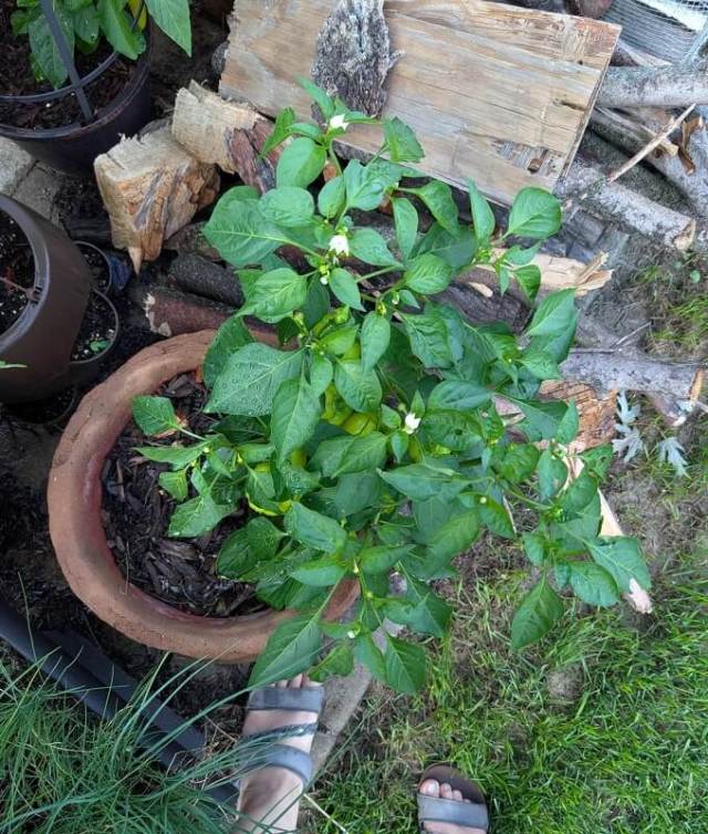 A bell pepper plant growing in a pot.