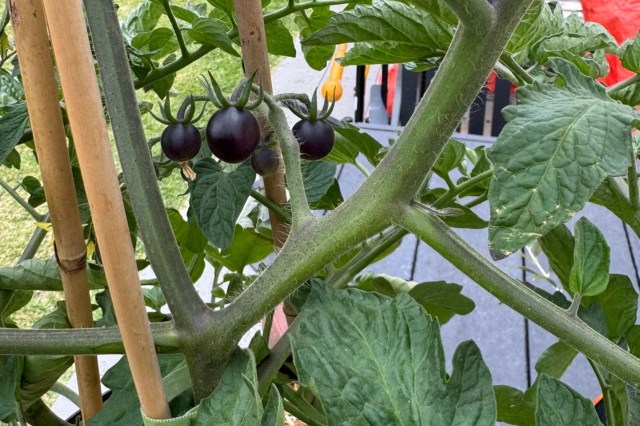 Three dark purple tomatoes growing on a green plant.