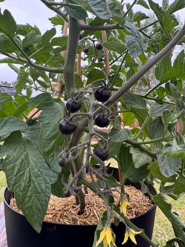 Dark purple tomatoes growing on a green plant.