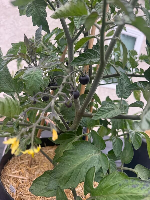 Dark purple tomatoes growing on a green plant.