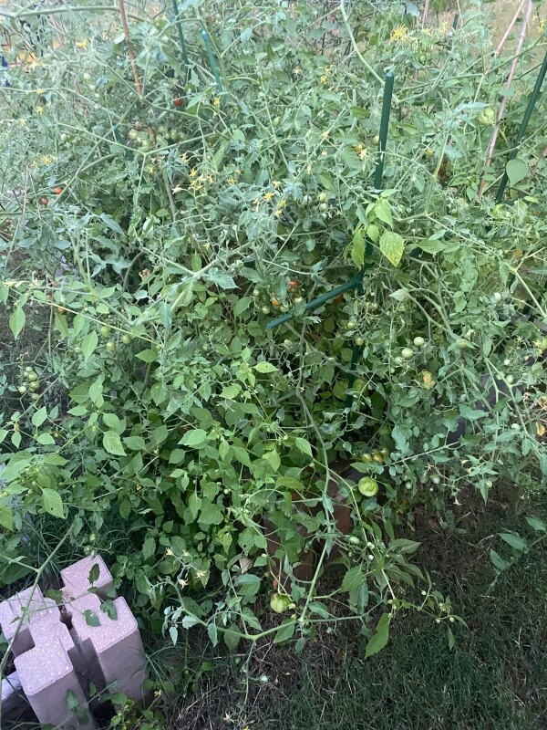 Tomato plants spilling far past their supports.