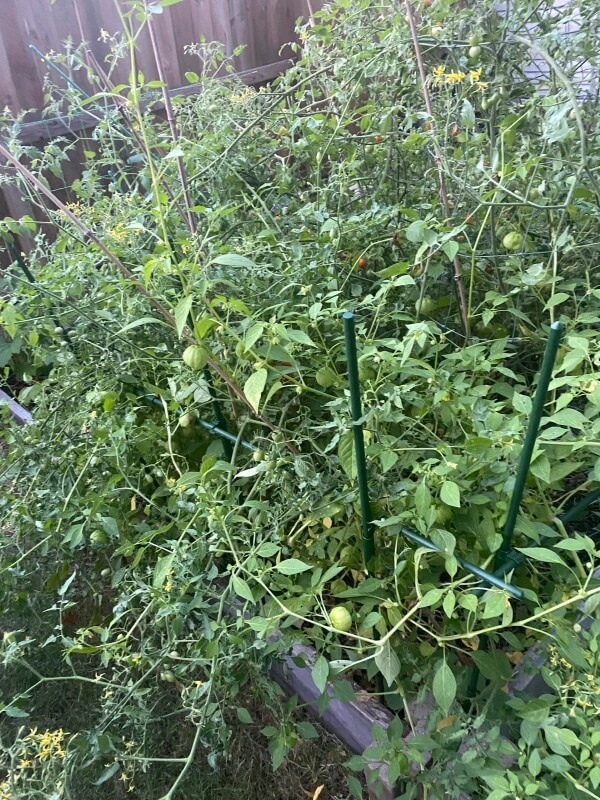 Tomato plants spilling far past their supports.